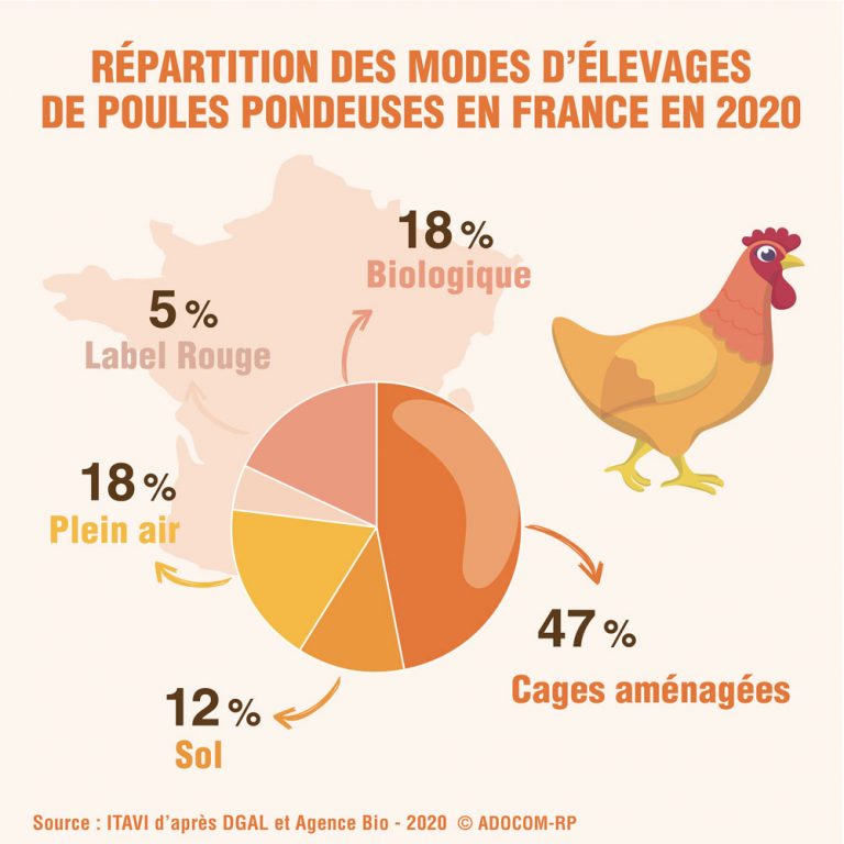 Des Leveurs Engag S Plus D Poule Sur En Levage Alternatif