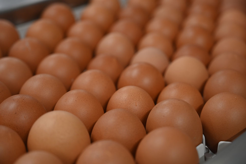 L’interprofession française des œufs annonce la signature d’un nouvel accord élargi de financement de l’ovosexage