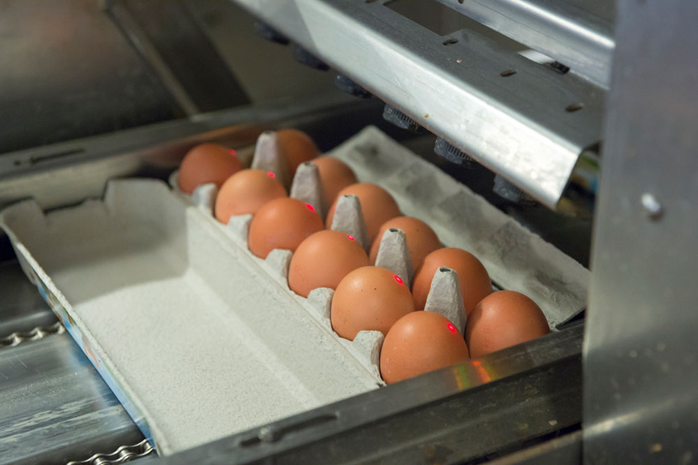 Importations d’œufs ukrainiens : les professionnels français alertent les consommateurs et interpellent la grande distribution et le ministère