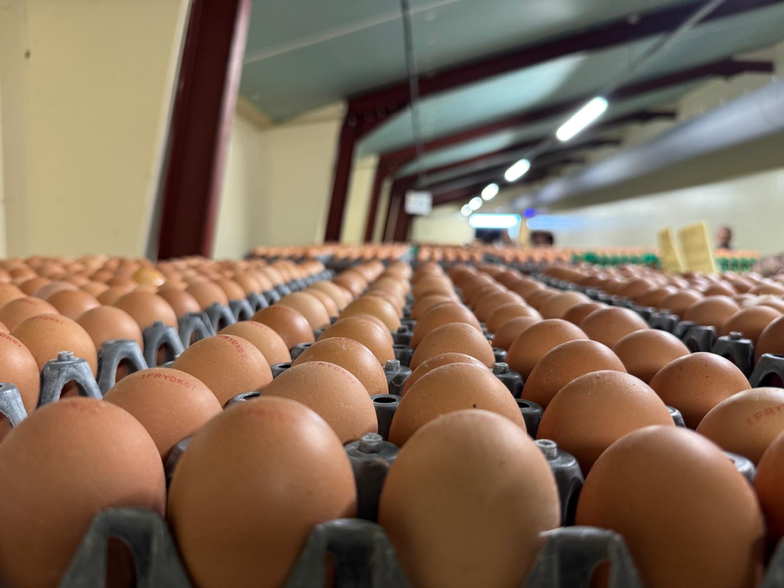 Stop à la désinformation des associations animalistes : la filière française des œufs confirme la mise en œuvre de l’ovosexage dès le 1er janvier