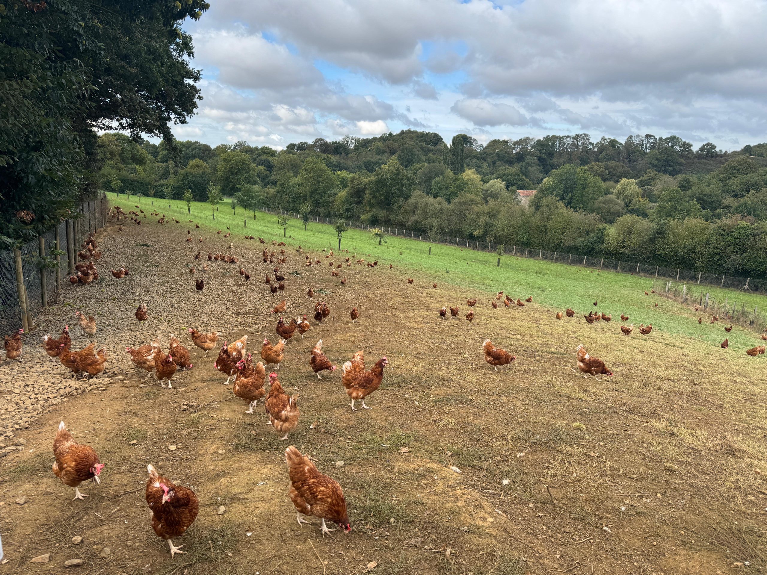 Journée Mondiale de l’Œuf : la consommation d’œufs s’envole en France et la filière redémarre progressivement, vers un record de consommation battu en 2023 !